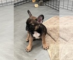 Small Photo #10 French Bulldog Puppy For Sale in AVON PARK, FL, USA