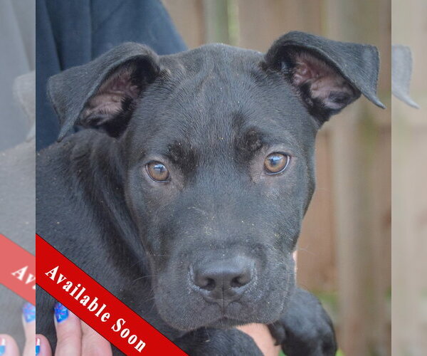 Medium Photo #1 American Bulldog-Unknown Mix Puppy For Sale in Huntley, IL, USA