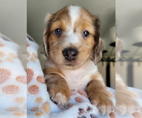 Medium Photo #15 Dachshund Puppy For Sale in THORNTON, CO, USA