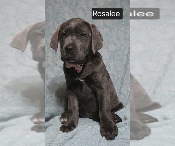 Medium Photo #18 Cane Corso Puppy For Sale in MINERAL WELLS, WV, USA