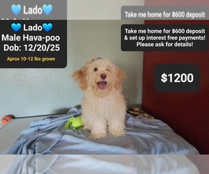 Havapoo Puppy for sale in TUCSON, AZ, USA