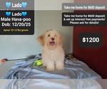Image preview for Ad Listing. Nickname: Lado