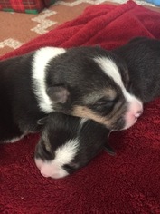 Pembroke Welsh Corgi Puppy for sale in POWELL BUTTE, OR, USA