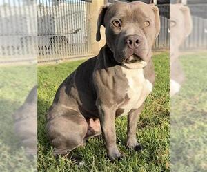 Mutt Dogs for adoption in Riverside, CA, USA