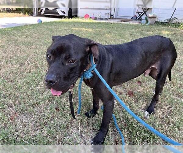 Medium Photo #1 American Staffordshire Terrier-Unknown Mix Puppy For Sale in Grand Prairie, TX, USA