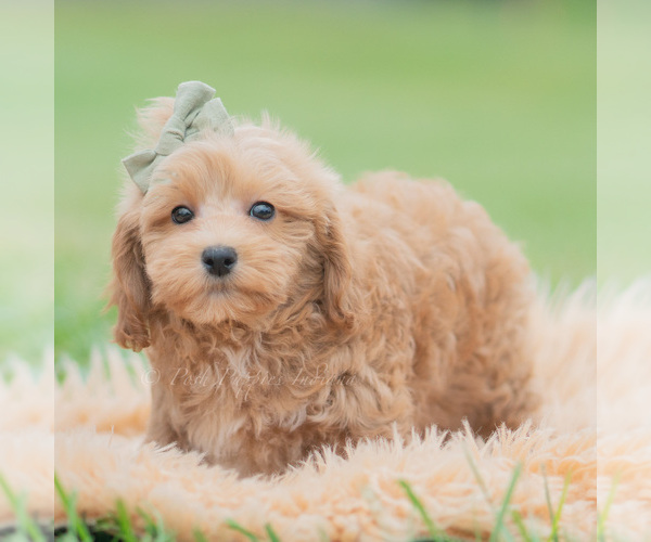 Medium Photo #5 Maltipoo (Miniature) Puppy For Sale in WARSAW, IN, USA