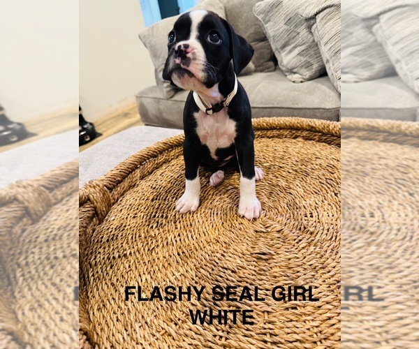 Medium Photo #3 Boxer Puppy For Sale in STAYTON, OR, USA