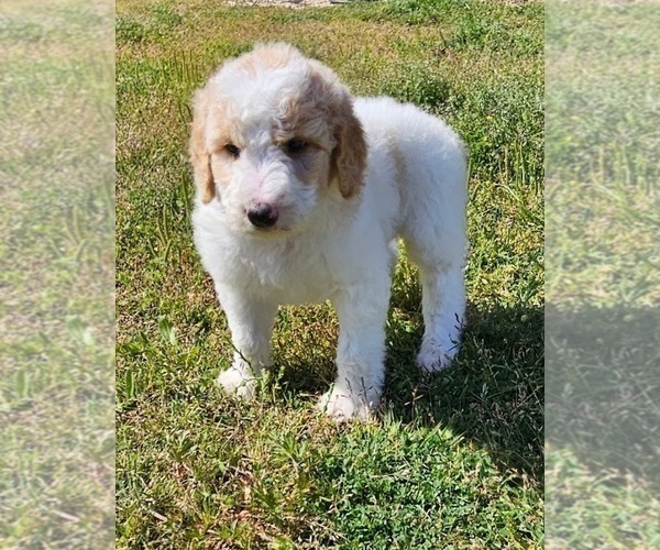 Medium Photo #2 Goldendoodle-Poodle (Standard) Mix Puppy For Sale in TARBORO, NC, USA