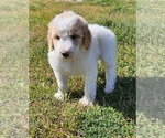 Small Photo #2 Goldendoodle-Poodle (Standard) Mix Puppy For Sale in TARBORO, NC, USA