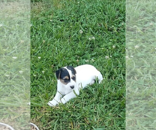 Medium Photo #2 Jack Russell Terrier Puppy For Sale in FAIRMOUNT, GA, USA
