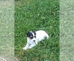 Small Photo #2 Jack Russell Terrier Puppy For Sale in FAIRMOUNT, GA, USA