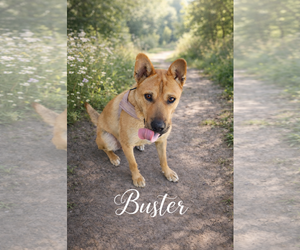 Mutt Dogs for adoption in Menifee, CA, USA