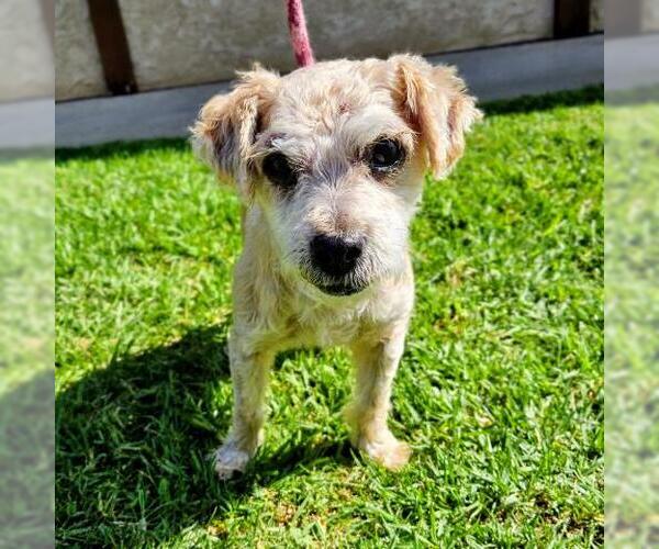 Medium Photo #2 Poodle (Miniature)-Unknown Mix Puppy For Sale in Camarillo, CA, USA