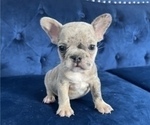 Small #32 French Bulldog