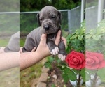 Small Photo #9 Great Dane Puppy For Sale in GREENVILLE, NC, USA