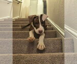 Small #3 Mutt