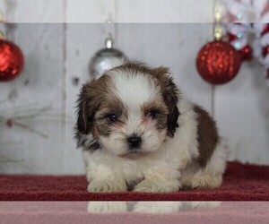 Shih-Poo Puppy for sale in FREDERICKSBG, OH, USA