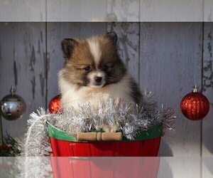 Pomeranian Puppy for sale in FREDERICKSBG, OH, USA