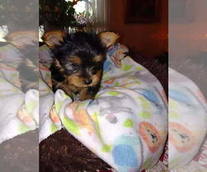 Yorkshire Terrier Puppy for sale in LE ROY, KS, USA