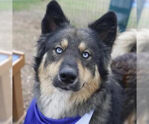 Siberian Husky-Unknown Mix Dogs for adoption in San Antonio, TX, USA