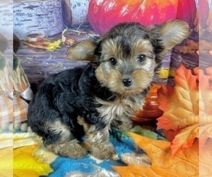 Morkie Puppy for sale in CASSVILLE, MO, USA