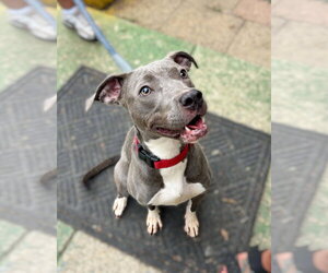 Mutt Dogs for adoption in Rustburg, VA, USA