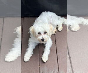 Maltipoo Dogs for adoption in St. Louis Park, MN, USA