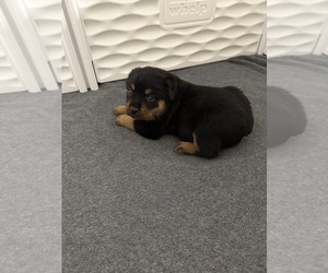 Rottweiler Puppy for Sale in GRANBY, Missouri USA