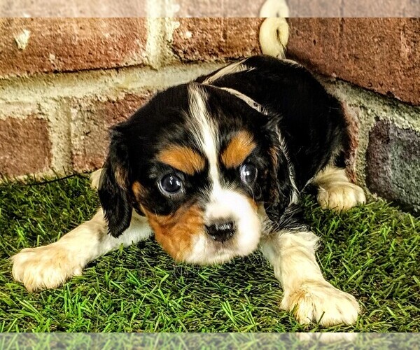 Medium Photo #5 Cavalier King Charles Spaniel Puppy For Sale in MOBERLY, MO, USA