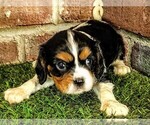 Small #4 Cavalier King Charles Spaniel