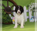 Small Photo #9 Poodle (Standard) Puppy For Sale in CHANUTE, KS, USA