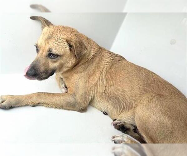 Medium Photo #1 Labrador Retriever-Unknown Mix Puppy For Sale in Houston, TX, USA