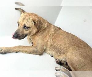 Labrador Retriever-Unknown Mix Dogs for adoption in Houston, TX, USA
