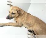 Small Labrador Retriever Mix