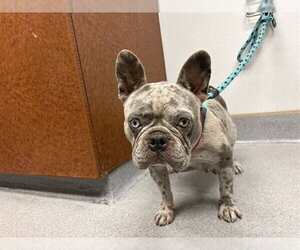 French Bulldog Dogs for adoption in Rancho Cucamonga, CA, USA