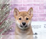 Small Photo #2 Shiba Inu Puppy For Sale in BEL AIR, MD, USA