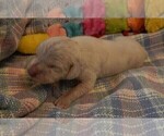 Small Photo #71 Great Dane Puppy For Sale in SPRAGGS, PA, USA