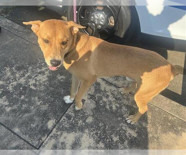 Medium Photo #1 Labrador Retriever-Unknown Mix Puppy For Sale in Houston, TX, USA