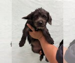 Small #1 Dachshund Mix