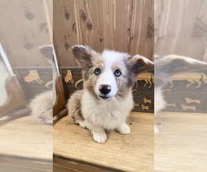 American Corgi Puppy for sale in SANDY VALLEY, NV, USA