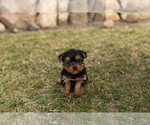 Small Photo #4 Yorkshire Terrier Puppy For Sale in MILLERSBURG, IN, USA