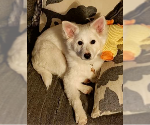 Medium Photo #1 American Eskimo Dog-Unknown Mix Puppy For Sale in Springdale, PA, USA