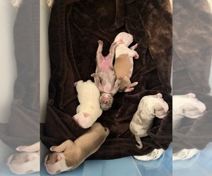 American Bulldog-English Bulldog Mix Puppy for sale in TWENTYNINE PALMS, CA, USA