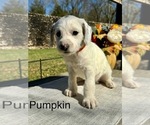 Puppy Pumpkin Dalmatian-Poodle (Miniature) Mix