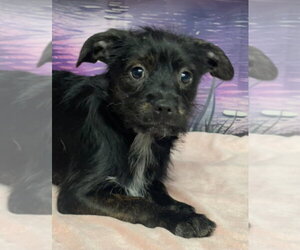 Mutt Dogs for adoption in Lakewood, CO, USA