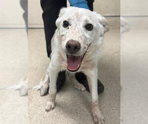 Australian Shepherd Dogs for adoption in Riverside, CA, USA
