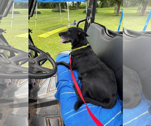 Medium Photo #19 Labrador Retriever-Unknown Mix Puppy For Sale in Oakhurst, NJ, USA