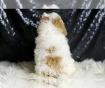 Small #6 Maltipoo