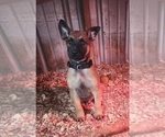 Small Photo #2 Belgian Malinois Puppy For Sale in MARION, LA, USA