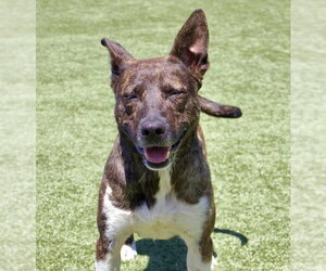 Mountain Cur-Unknown Mix Dogs for adoption in Godfrey, IL, USA